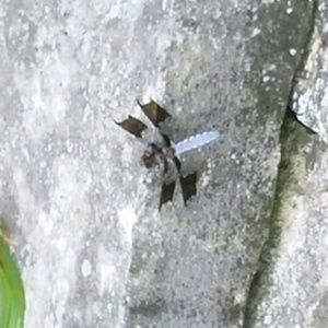 Meet your Posher, George